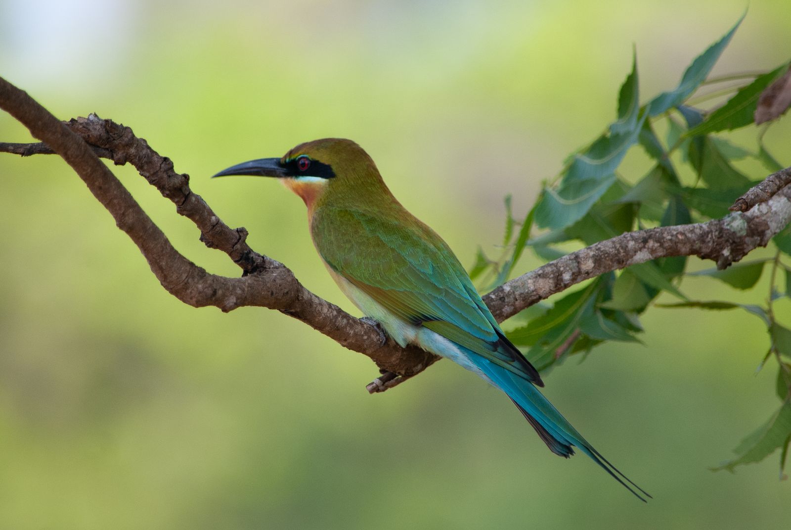 Horton Plains