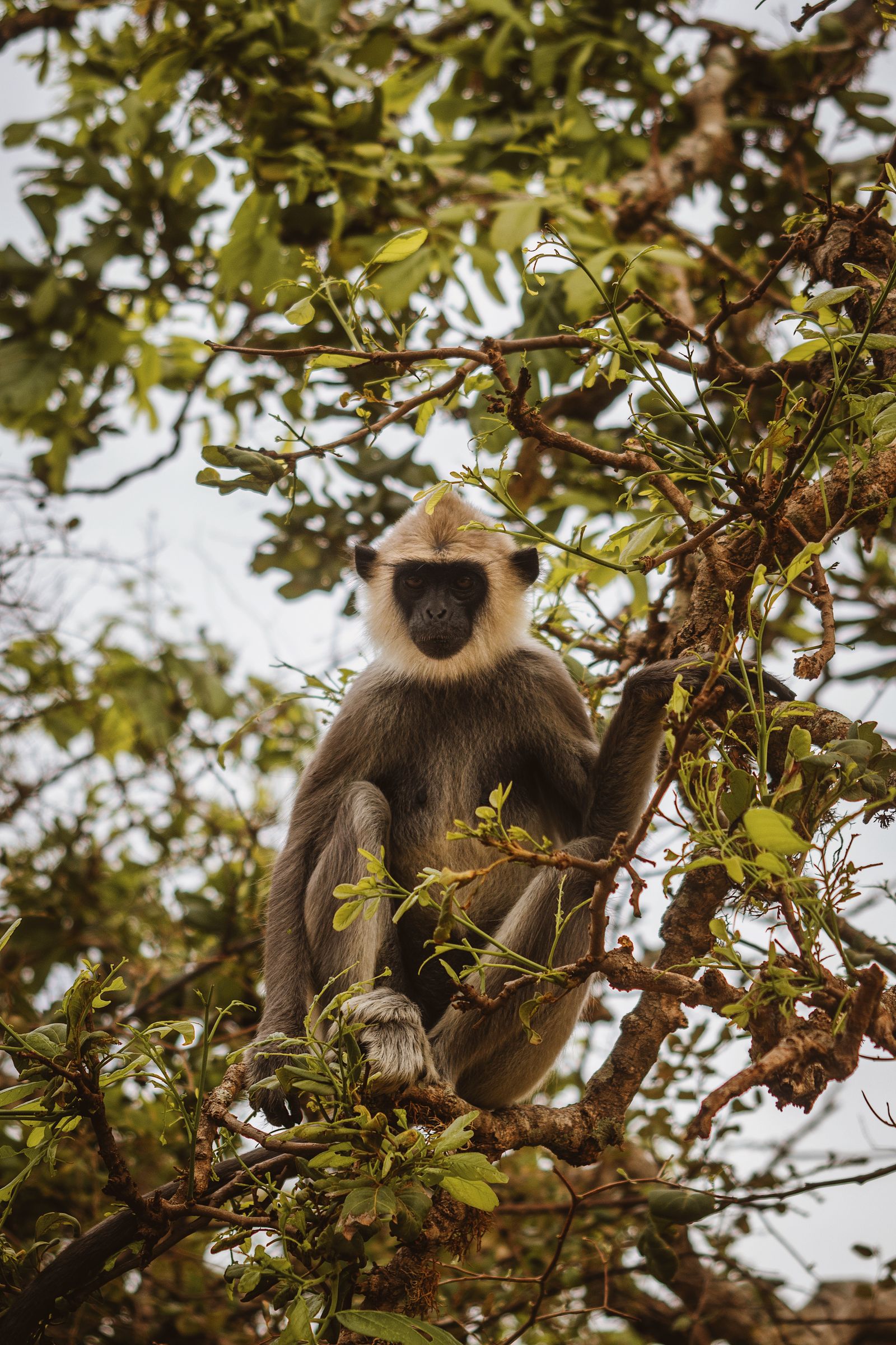 Sinharaja Forest Reserve