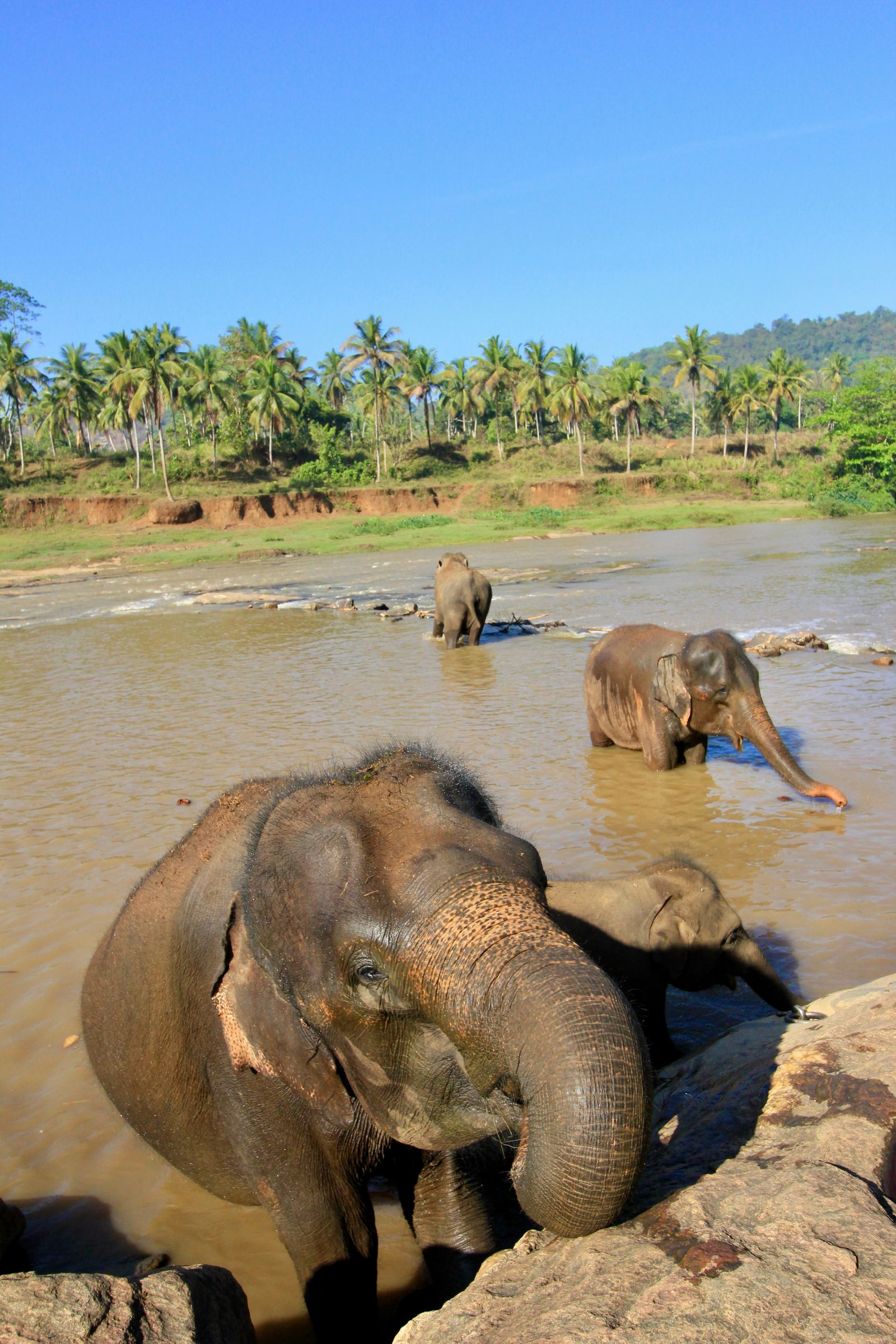 Udawalawe National Park