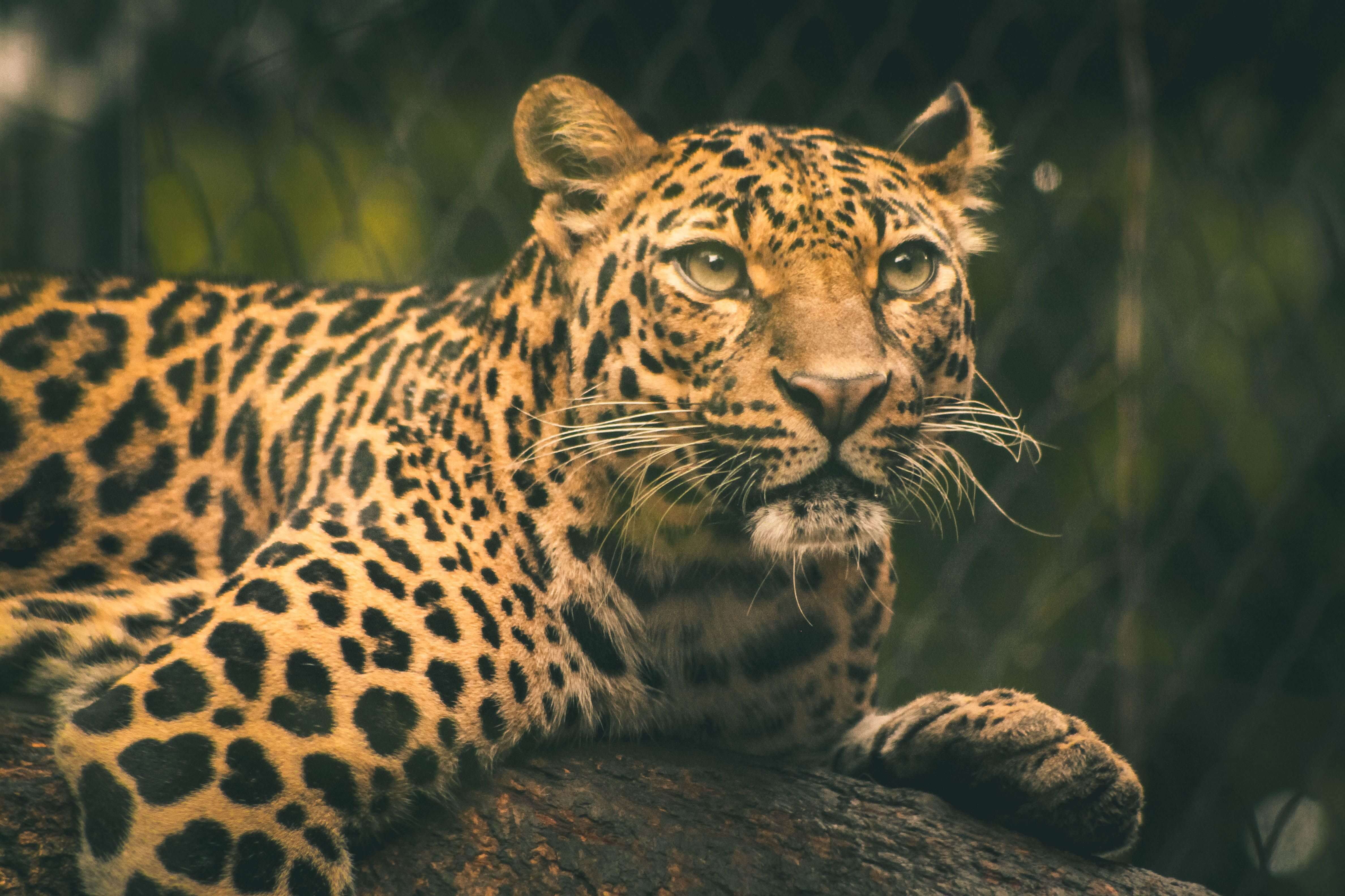 Sri Lankan Wild Leopard in Yala National Park